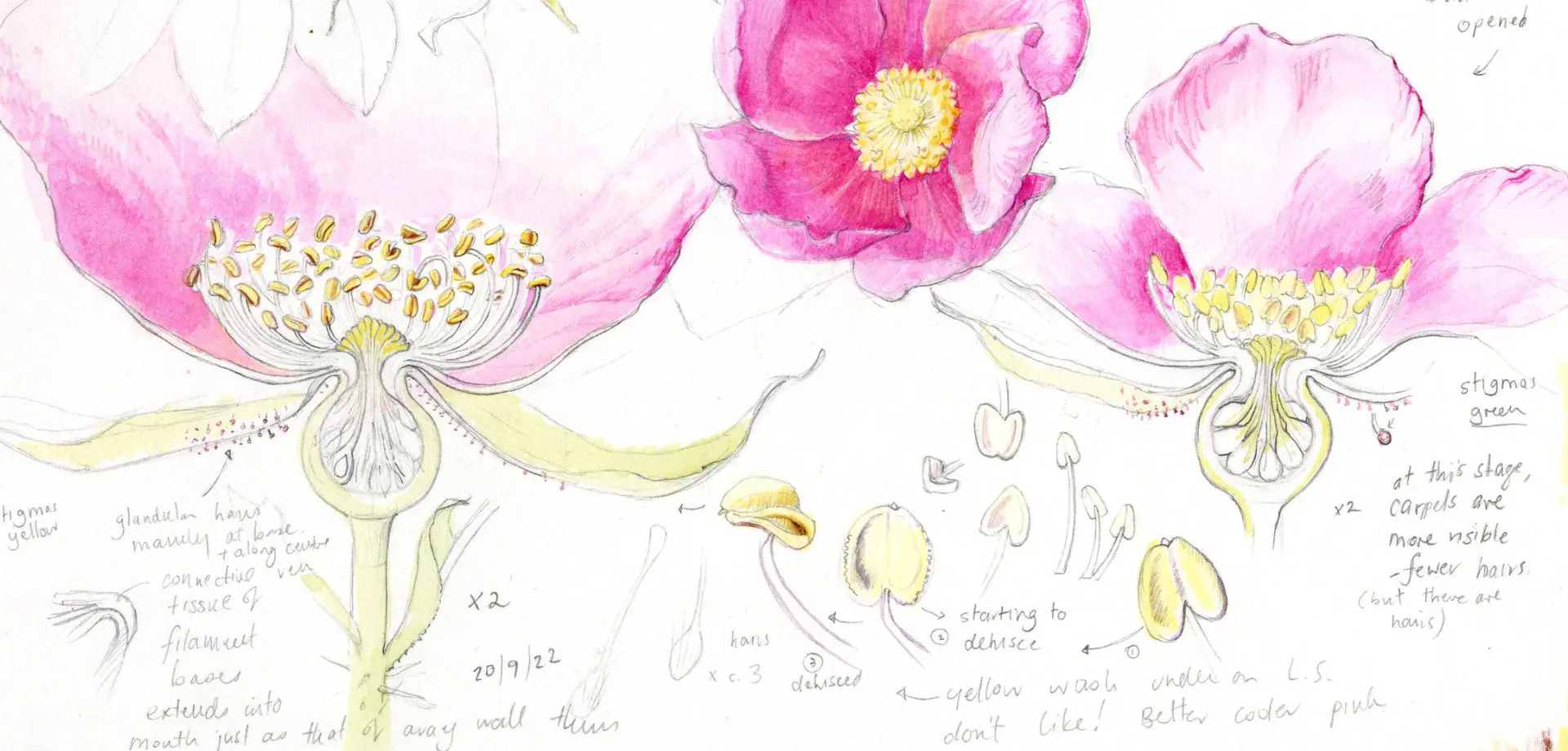 Beauty in the Detail: Plant Studies for Botanical Art