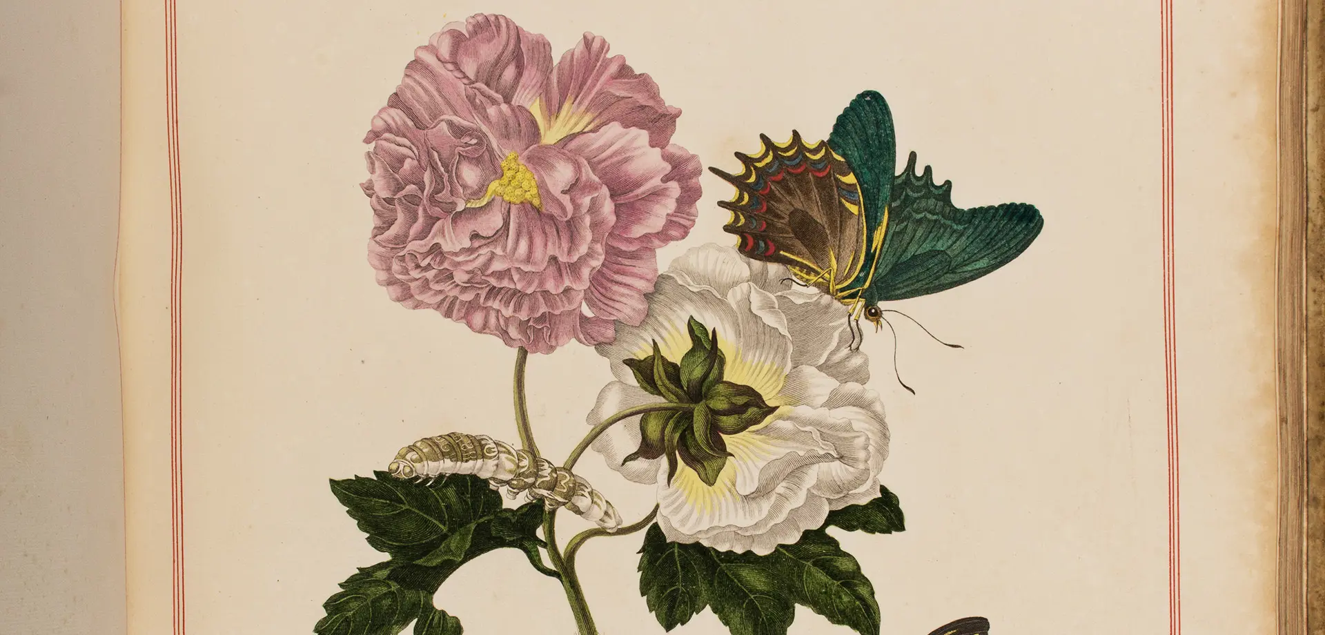 Illustrated Flower Books in the Chatsworth House Library - Winter Talk