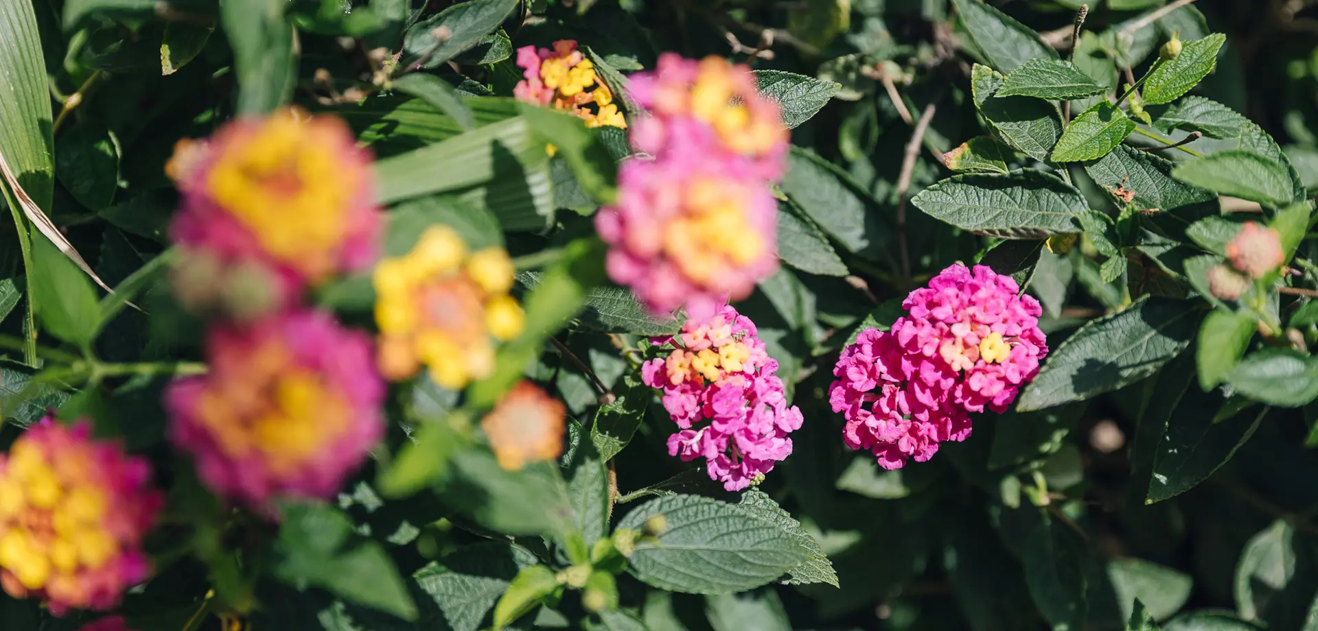 Plant Identification Garden Walk