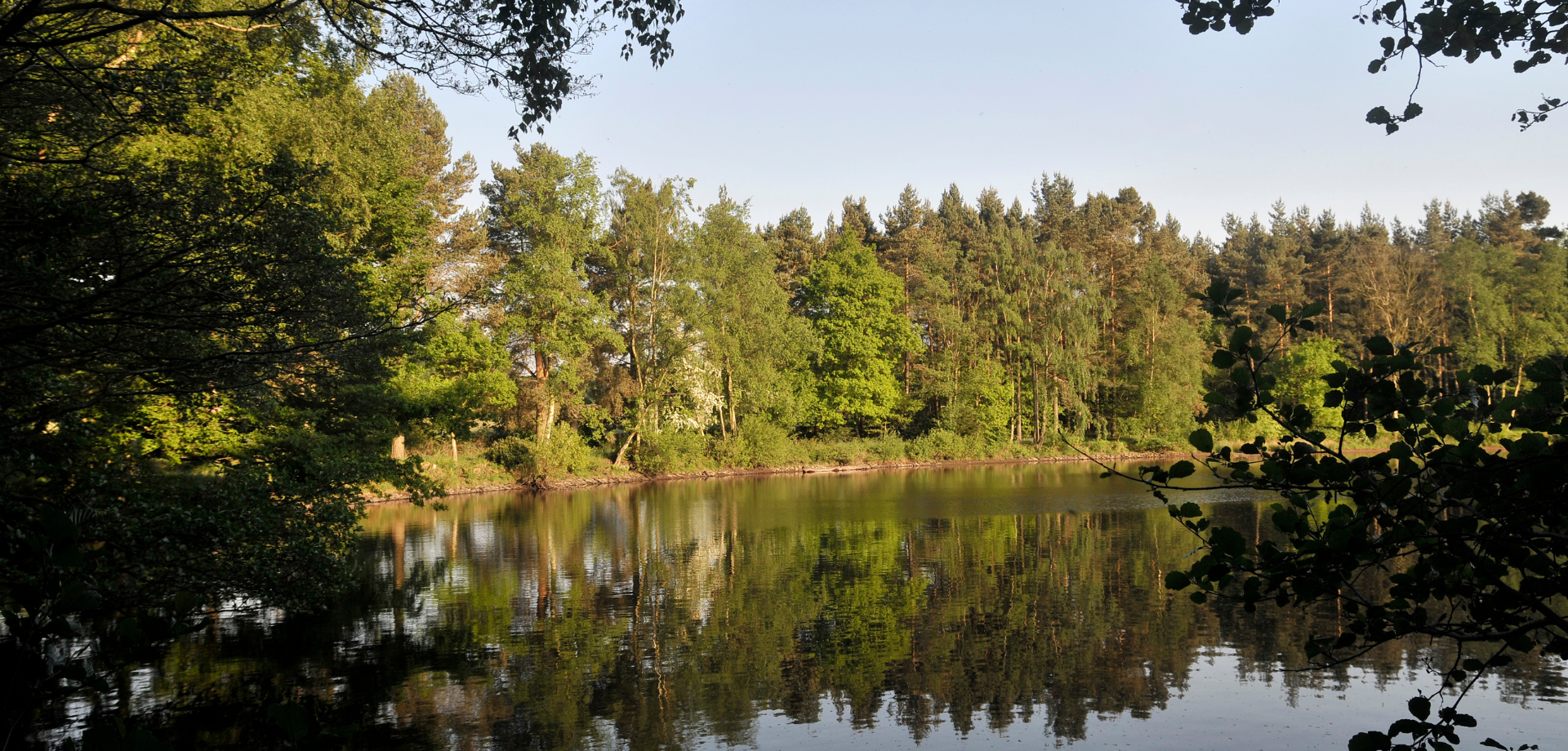 Forest Bathing in Stand Wood